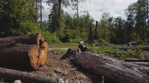 Best Tree Disease Treatment  in Ramona, CA