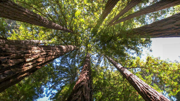 Best Soil Testing and Treatment  in Ramona, CA