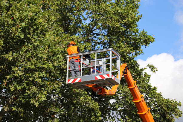 Best Stump Grinding and Removal  in Ramona, CA