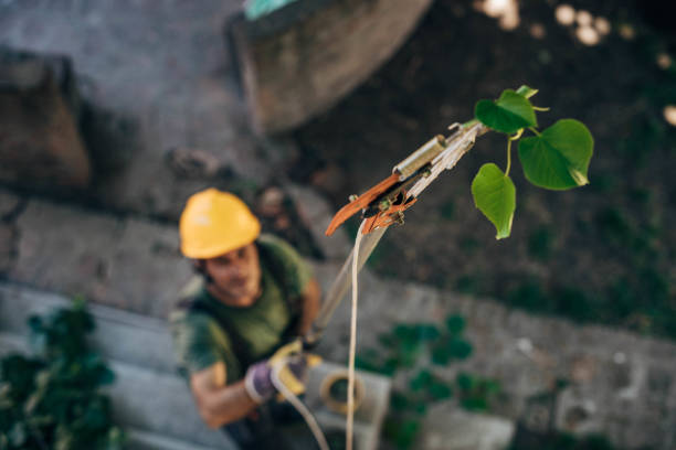 Best Tree Mulching  in Ramona, CA