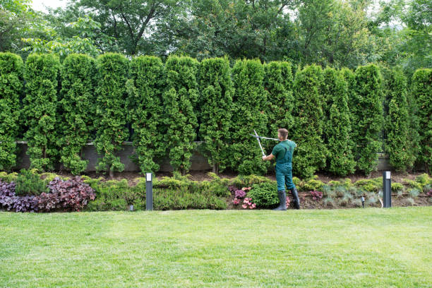 Best Hazardous Tree Removal  in Ramona, CA