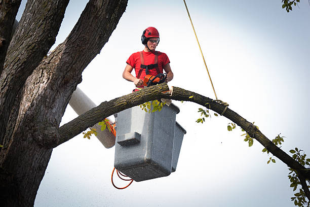 Mulching Services in Ramona, CA
