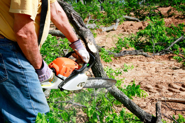 Best Commercial Tree Services  in Ramona, CA