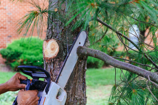 Best Storm Damage Tree Cleanup  in Ramona, CA